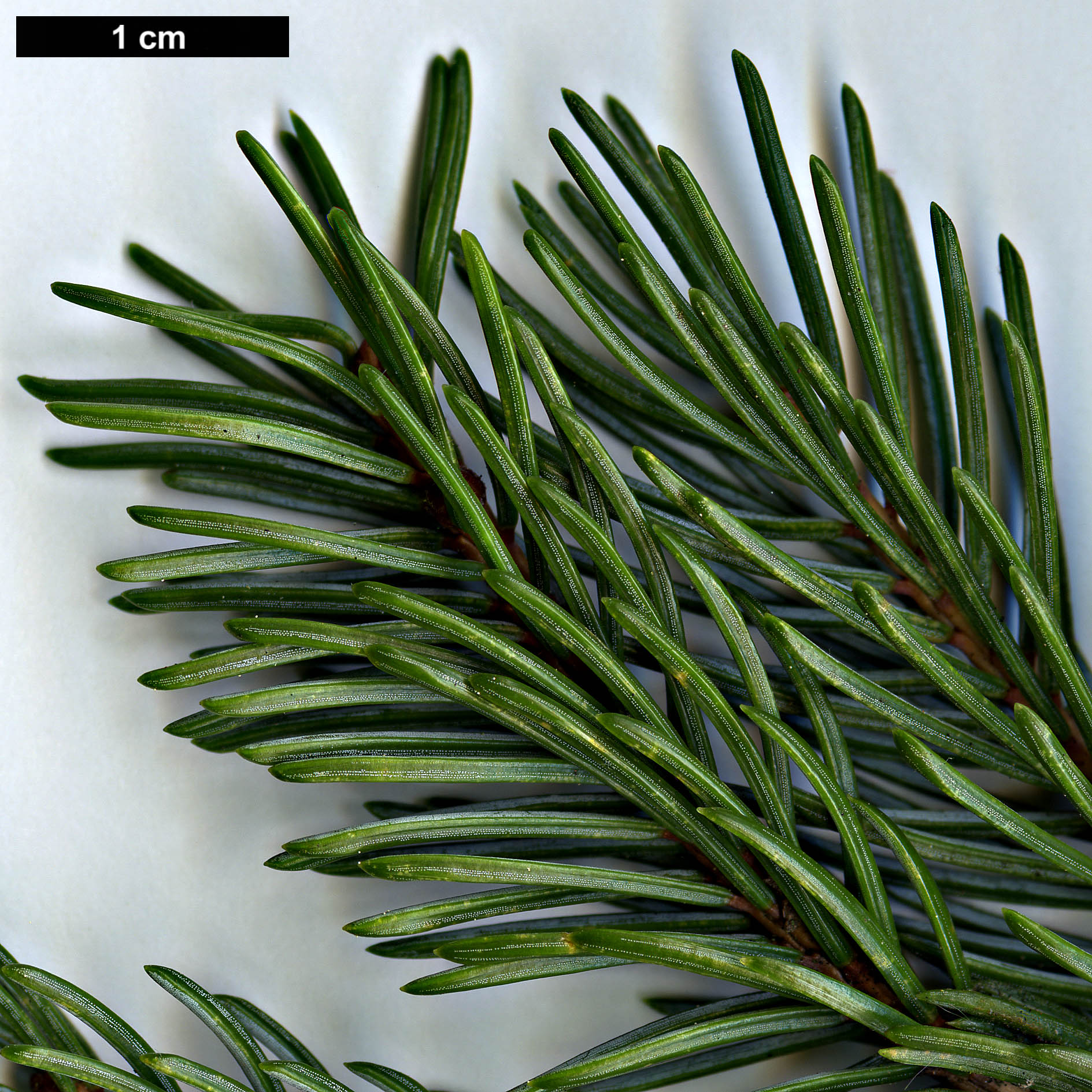 High resolution image: Family: Pinaceae - Genus: Picea - Taxon: alcoquiana - SpeciesSub: var. reflexa High resolution image: Family: Pinaceae - Genus: Picea - Taxon: alcoquiana - SpeciesSub: var. reflexa